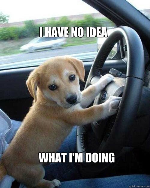 dogdriving